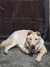 麦富迪狗粮 藻趣儿狗粮成犬粮牛肉螺旋藻 均衡营养7.5kg/15斤 实拍图