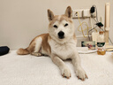 HELLOJOY狗狗零食磨牙棒800g中小型犬成幼犬洁齿骨耐咬骨头磨牙棒混合口味 实拍图