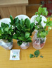 绿有意绿植盆栽多肉花卉盆栽植物室内桌面水培绿植办公室客厅植物懒人 清香3盆】栀子花+九里香+茉莉花 实拍图