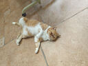 皇家皇家成猫猫粮 肠道舒适 EP42通用粮12月以上10KG 实拍图