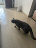 Orijen渴望猫粮 成猫幼猫干粮 六种鱼肉无谷全价通用进口5.4kg效期26/5 实拍图