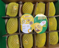 佳沛（zespri）新西兰 阳光金奇异果12粒礼盒特大果单果约122-146g 猕猴桃 水果 实拍图