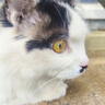 冠能猫粮 成猫猫粮鸡肉味10kg 全价猫粮 稳固免疫 适口性强 实拍图