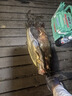 哈斯达路亚保护套护杆带鱼竿袋保护套杆包背带水滴轮纺车轮收纳包 实拍图