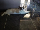 耐吉斯猫罐头鸡肉虾仁配方85g成猫幼猫宠物零食猫零食补水汤罐肉罐 实拍图