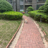 麦富迪狗粮 乖宝乐10kg 幼犬中大型小型犬通用（牛肉蛋黄）金毛泰迪柯基 实拍图