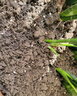 营养土通用型土壤有机种花养花土绿植种菜花肥种花种菜土 【泥炭5合一营养土】已杀菌虫2斤 实拍图