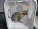 霍曼宠物烘干箱Pro 猫咪吹风机狗狗自动吹干箱底部出风快速烘干更安静 实拍图