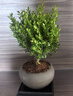 开时果 小叶赤楠盆景摆件 办公室桌面绿植花卉好养盆栽植物源头直发包邮 【推荐款】舍得紫砂盆+苔藓+底座 实拍图
