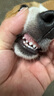 卫仕宠物亲和配方羊奶粉400g新生幼犬猫咪狗狗通用发情期术后营养补充 实拍图