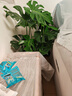 植男植女老桩龟背竹大盆栽客厅室内大型植物真绿植办公室新房好养源头直发 实拍图