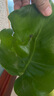 壹植龟背竹水培植物盆栽大号老桩室内客厅天堂鸟花瓶耐阴常青好养绿植 龟背竹30~40cm二棵【送营养液】 实拍图
