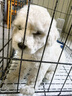 腆宠狗笼猫笼 狗笼子中小型犬带厕所幼犬狗窝猫笼子大号家用围栏兔笼 实拍图