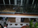 高清热弯浮法透明玻璃鱼缸客厅家用造景装饰生态中小型生态金鱼缸 热弯鱼缸-裸缸 长60*宽30*高35cm 实拍图