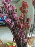 爱满 云南天然风干真花干花花束 客厅家具摆设小清新永生米花网红干花 紫红色精灵 实拍图