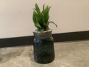 劉閣蘭花兰花香水文心兰梦香花卉盆栽 橘黄色4苗当年开花配懒人盆源头直发 实拍图