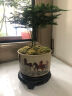 幼薇文竹盆栽植物室内绿化四季迷你办公室绿植摆件桌面好养创意小盆景 文竹+锦绣山河陶瓷盆+圆形底盘 带盆栽好 实拍图