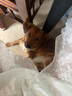 普安特宠物狗狗驱虫药犬体内外同驱跳蚤犬虱非泼罗尼爱滴克+内驱 实拍图