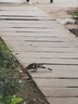 贝亲（Pigeon）婴幼儿宝宝营养粥早餐辅食即食外出便携 7月龄各口味一袋 4连包 实拍图