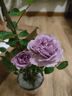 海蒂的花园旗舰店月季花卉盆栽小苗灌木蔷薇阳台观赏南北方四季可种原盆原土 月季蓝色阴雨15cm盆 含盆 实拍图