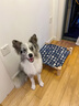 HELLOJOY猫窝狗窝四季通用小型犬离地透气狗垫子宠物行军床夏季睡觉用幼猫 实拍图