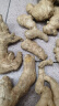 云南小黄姜 现挖生姜 自种老姜鲜姜 罗平生姜 新鲜蔬菜 火锅食材 小黄姜 9斤 （精选装） 实拍图