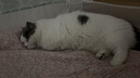卫仕猫多维240片定制猫用复合维生素片维生素b美毛宠物营养猫咪维生素 实拍图