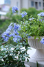 腾龙（Tamron）F072S 90mm F2.8 Di III MACRO VXD定焦微距镜头 人像昆虫花草口腔 全画幅微单镜头(索尼全幅E口) 实拍图