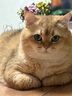 佩玛思特PetMaster深海鱼猫粮室内美毛及理想体态成猫粮2kg 实拍图