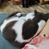 憨憨宠猫笼折叠猫笼子大号猫别墅加粗加密双层猫舍猫窝宠物猫咪用品家用 黑色 700双层 实拍图
