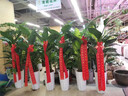 绿韵花田【两小时达】步步高发财树盆栽植物室内大型植物客厅开业公司门口 单杆发财树一对 实拍图
