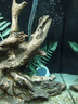 松宝（sobo）鱼缸增氧泵养鱼氧气泵小型家用充氧泵水族箱打氧机增氧泵 双孔3W 实拍图