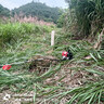 五羊森牧日本技术四冲割草机汽油机开荒打草机背负式大功率松土除草割灌机 【背负式】四冲程标配+大礼包 实拍图