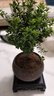 开时果 小叶赤楠盆景摆件 办公室桌面绿植花卉好养盆栽植物源头直发包邮 【热销款】舍得紫砂盆+苔藓+底座 实拍图