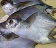 三都港 冷冻东海银鲳鱼净重450g/3条装 平鱼 海鱼生鲜鱼类 烧烤 实拍图