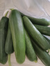 京喜加新鲜无刺水果小黄瓜小青瓜脆甜荷兰脆嫩生吃黄瓜蔬菜 水果黄瓜 1斤 实拍图