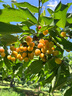 元牧希原切鲜牛腩块净重2斤 巴西牧场直采牛肉番茄炖煮烧烤食材谷饲生鲜 实拍图