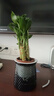 绿有意步步高观音竹富贵荷花竹水养土培盆栽室内桌摆植物吸甲醛水培植物 步步高富贵竹（灰色繁星盆） 含盆 实拍图
