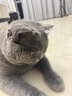 多特思猫粮无谷低温烘焙双拼猫粮成猫幼猫7.2kg（实发1.8kg*4袋） 实拍图