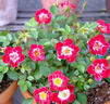 月季花苗四季开花大花浓香型灌木月季苗庭院阳台盆栽地栽玫瑰花苗 小画家【微月小花，多季节开花】 扦插小苗15-25cm高 1棵 实拍图