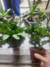 爱你一万年栀子花盆栽花卉植物室内绿植四季好养茉莉花源头直发驱蚊组合包邮 2盆【90#栀子花】一次性育苗盆 实拍图