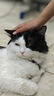 网易严选全价鲜肉猫粮单一鸡肉源高鲜肉低敏无谷益生菌猫粮 1.8kg 实拍图