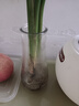 特大号玻璃花瓶桌面插花水养鲜花富贵竹高花瓶ins风客厅装饰摆件 【17高透明】小号锥桶竖条 实拍图