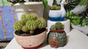 花盆绿植盆栽大口径拼盘多肉陶瓷素烧透气粗陶桌面绿植手绘小花盆 SK阳光花朵组合5个 【看图标注】 实拍图