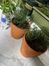 红陶花盆绿植盆栽国际盆工厂陶瓷花盆盆多肉育苗盆多肉花盆有孔 20X18cm（2个装） 实拍图