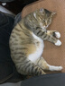 益动宠物猫咪狗狗复合活性乳酸菌 2g*10袋/盒 猫犬全阶段通用益生菌 实拍图