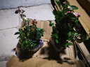 清韵伊人 月季花树苗爬藤当年开花月季花苗特大花盆栽地载庭院蔷薇 果汁阳台【不爬藤】 实拍图