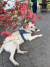 麦富迪狗粮藻趣儿15kg 成犬中大型小型犬通用牛肉螺旋藻 金毛泰迪柯基 实拍图