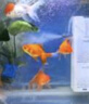 森森（SUNSUN）鱼缸过滤器净水循环三合一内置小型水族箱过滤系统XQP-1500F 23W 实拍图