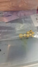 明牌珠宝生日礼物 足金古法黄金卷云珠花丝玲珑珠转运珠女AFC0496工费90 镂空圆珠 约0.92克 实拍图